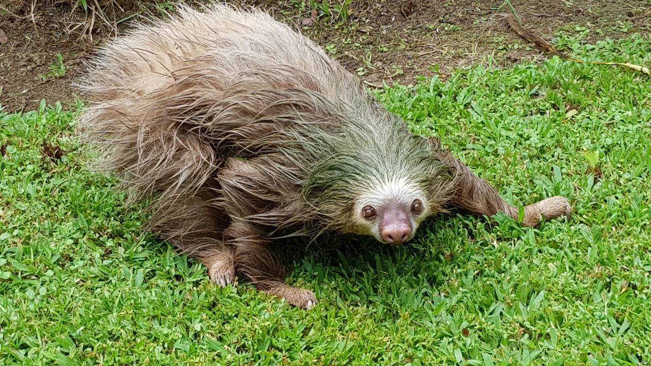 Ciudad Perdida Ecolodge Cahuita Ngoại thất bức ảnh
