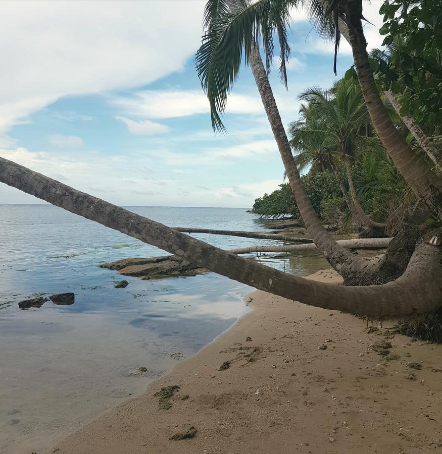Ciudad Perdida Ecolodge Cahuita Ngoại thất bức ảnh